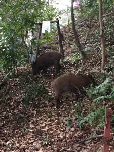 かわいい　ウリボー